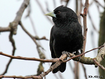 BOYERO NEGRO (Cacicus solitarius) - Rincón de Melilla-MONTEVIDEO (Junio 2013)